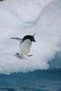 Adelie penguin about to leap from an iceberg