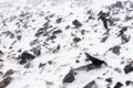 An Adelie Penguin walking on rocks