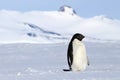 Adelie penguin walking on the sea ice in Antarctica