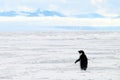 Adelie penguin walking on the sea ice in Antarctica