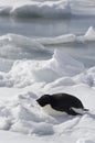 Adelie Penguin which lies on the frozen