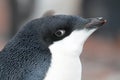 Adelie penguin young, Antarctia Royalty Free Stock Photo