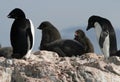 Adelie Penguins