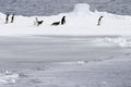 Adelie penguins Royalty Free Stock Photo