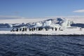 Adelie Penguins - Antarctica