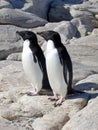 Adelie Penguins in Antarctica