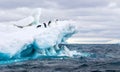 Adelie penguins on a beautiful iceberg in Antarctica.