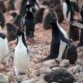 Adelie Penguins - Pygoscelis adeliae - adults calling in penguin colony. Vocalization as courtship behavior, Antarctica Royalty Free Stock Photo