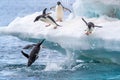 Adelie penguins dive into the water from a beautiful blue and white iceberg