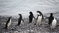 Adelie Penguins - Pygoscelis adeliae - ready to go into water for fishing. Wildlife at Paulet Island, Antarctica