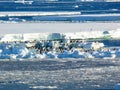 Adelie penguins gathering on driving ice in McMurdo Sound Ross sea Royalty Free Stock Photo