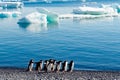 Adelie penguins - Pygoscelis adeliae - on beach in front of Antarctic Sea with small icebergs inside, Brown Bluff, Antarctica