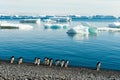 Adelie penguins - Pygoscelis adeliae - on beach in front of Southern Antarctic Ocean with small icebergs inside.