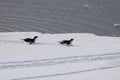 adelie penguins on ice float, Antarctic sound