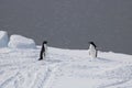 adelie penguins on ice float, Antarctic sound