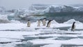 Adelie Penguins on Ice Floe in Antarctica Royalty Free Stock Photo