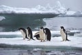 Adelie Penguins on Ice Floe in Antarctica Royalty Free Stock Photo