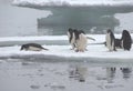 Adelie Penguins on Ice Floe in Antarctica Royalty Free Stock Photo