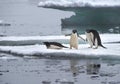 Adelie Penguins on Ice Floe in Antarctica Royalty Free Stock Photo