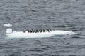 Adelie Penguins on ice shelve