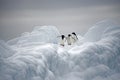 Adelie Penguins on ice, Weddell Sea, Anarctica Royalty Free Stock Photo