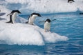 Adelie penguins on iceberg edge in Antarctica