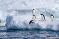 Adelie penguins jumping from iceberg