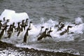 Adelie penguins, jumping into the ocean