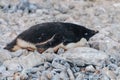 Adelie Penguins on Paulet Island Royalty Free Stock Photo