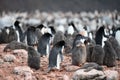 Adelie Penguins - Pygoscelis adeliae - cute grey fluffy chicks and adults in penguin colony. Wildlife at Paulet Island, Antarctica Royalty Free Stock Photo