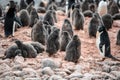 Adelie Penguins - Pygoscelis adeliae - cute grey fluffy chicks between adults in colony. Wildlife at Paulet Island, Antarctica