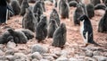 Adelie Penguins - Pygoscelis adeliae - cute grey fluffy chicks and adults in penguin colony. Wildlife at Paulet Island, Antarctica Royalty Free Stock Photo