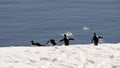 Adelie penguins on the run