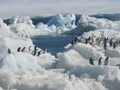 Adelie penguins in snow and ice Royalty Free Stock Photo