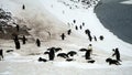 Adelie Penguins on Highway, Paulet Island, Antarctica