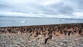 Adelie penguins - Pygoscelis adeliae - wildlife at rocks of Paulet Island, Antarctica