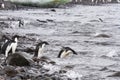 Adelie penguins swimming, Paulet Island, Antarctica Royalty Free Stock Photo