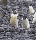 Adelie penguins walk over stoney beach on Brown Bluff Royalty Free Stock Photo