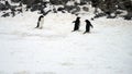 Adelie Penguins in snow, Paulet Island, Antarctica