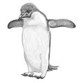 Adelie Pinguin Digital Sketch Isolated On White Background