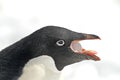 Adelie Pinguin, Adelie Penguin, Pygoscelis adeliae Royalty Free Stock Photo