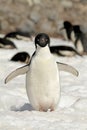 Adelie Pinguin, Adelie Penguin, Pygoscelis adeliae Royalty Free Stock Photo