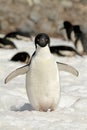 Adelie Pinguin, Adelie Penguin, Pygoscelis adeliae