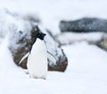 Adelie Pinguin, Adelie Penguin, Pygoscelis adeliae