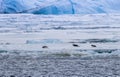 Adellie penguins sliding on their bellies in the Weddel Sea