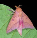 Adeloneivaia subangulata Saturniidae, a silkmoth from Costa Rica