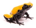 Adelphobates galactonotus, yellow splash backed or splashback poison dart frog