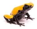 Adelphobates galactonotus yellow splash backed or splashback poison dart frog Royalty Free Stock Photo