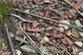 Adena Stone Projectile Point As Found On Forest Floor Royalty Free Stock Photo