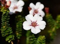 Adenandra villosa (China Flower) (China Flower)